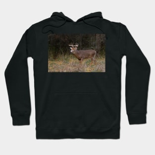 On the hunt - White-tailed deer Buck Hoodie